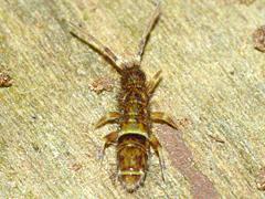 Springtail